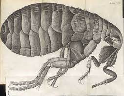 Oriental rat flea (Xenopsylla cheopis), primary vector for the transmission of the bacterium Yersinia pestis between rats and humans.