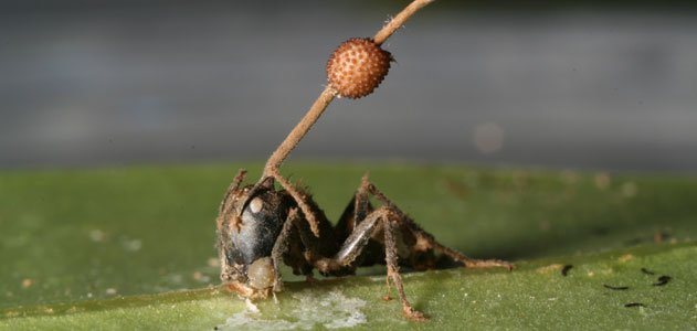 Fruiting body of O. unilateralis coming out of the head of a carpenter ant. Pic. courtesy — BBC.