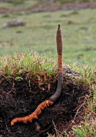 Fungi O. sinensis infecting a caterpillar of Ghost moth