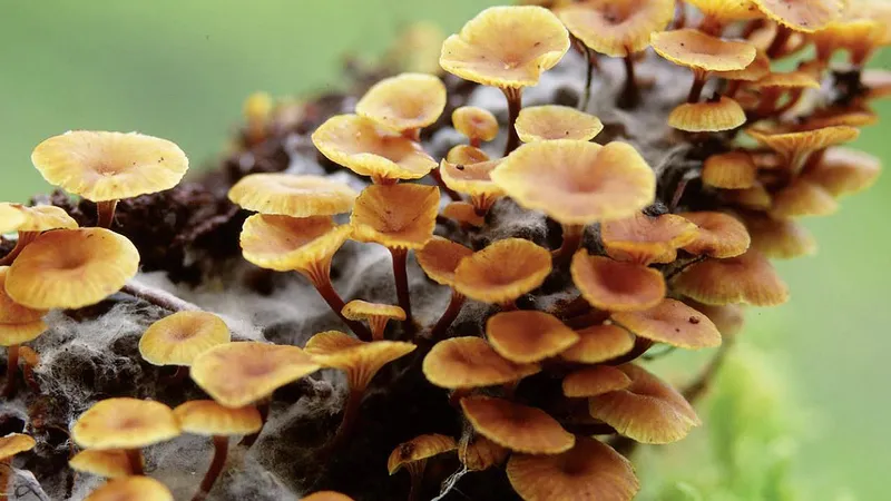 Mushrooms on a branch